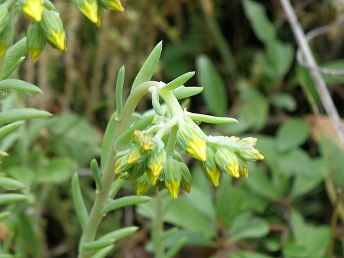 Sedum reflexum