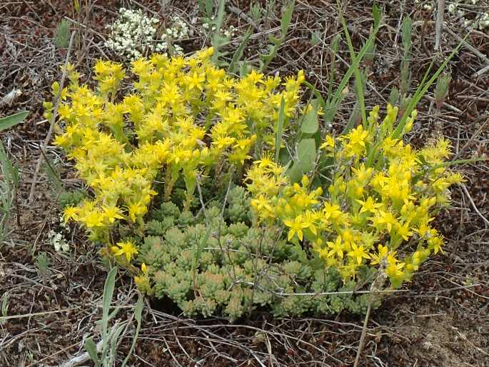 Sedum urvillei