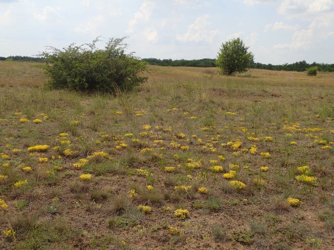 Sedum urvillei