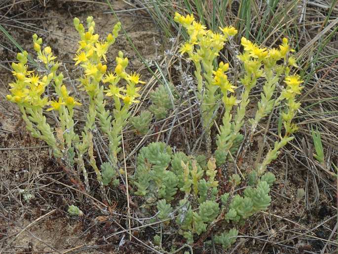 Sedum urvillei