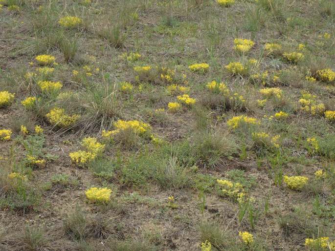 Sedum urvillei