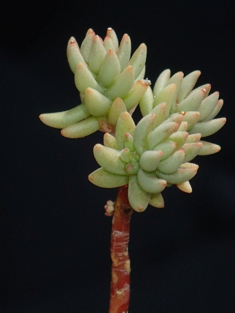 Sedum urvillei