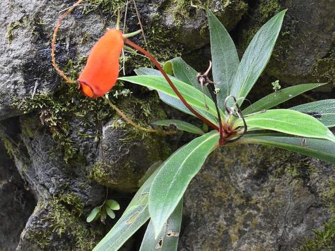 Seemannia sylvatica