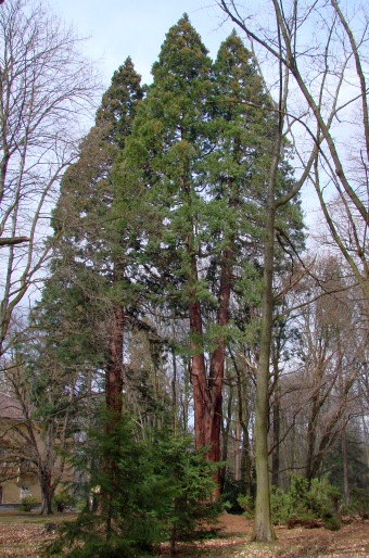 Sequoiadendron giganteum