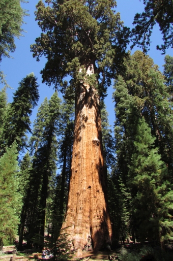 Sequoiadendron giganteum