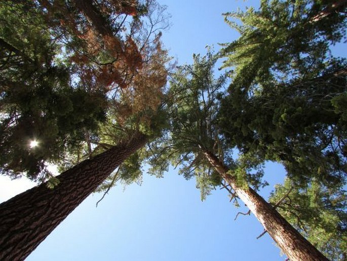 Sequoiadendron giganteum