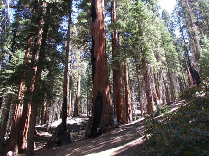 Sequoiadendron giganteum