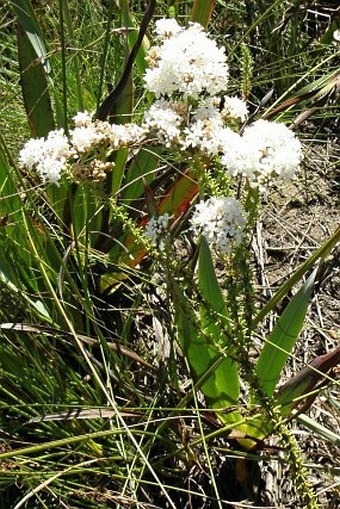 Selago corymbosa