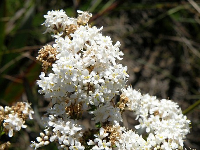 SELAGO CORYMBOSA L.