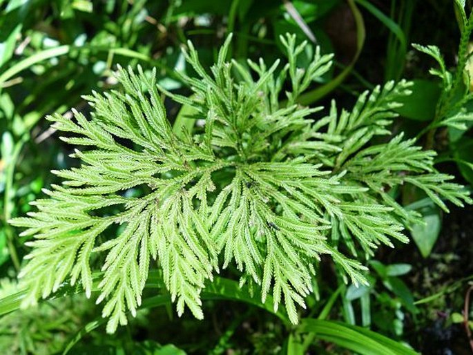 Selaginella tamariscina