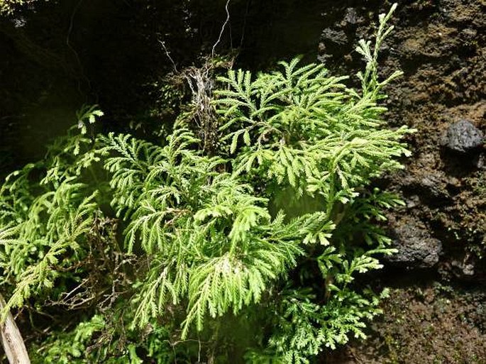 Selaginella tamariscina