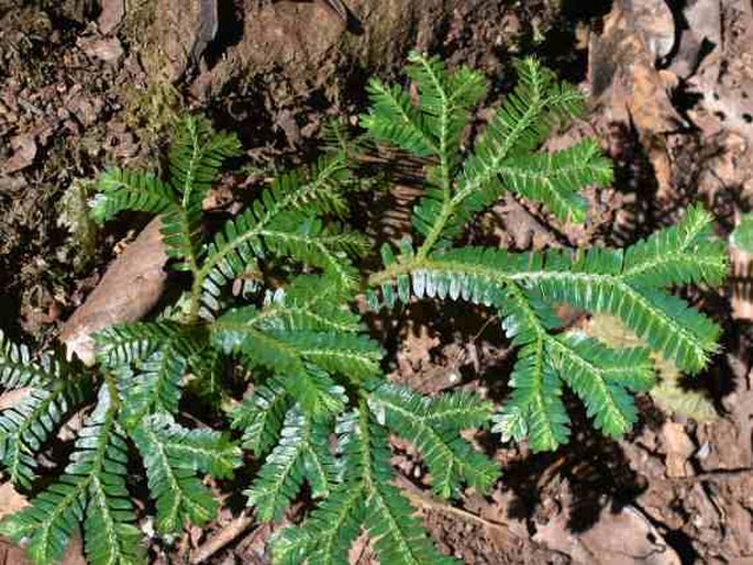 SELAGINELLA TENERA (Hook. et Grev.) Spring - vraneček / plavúnka