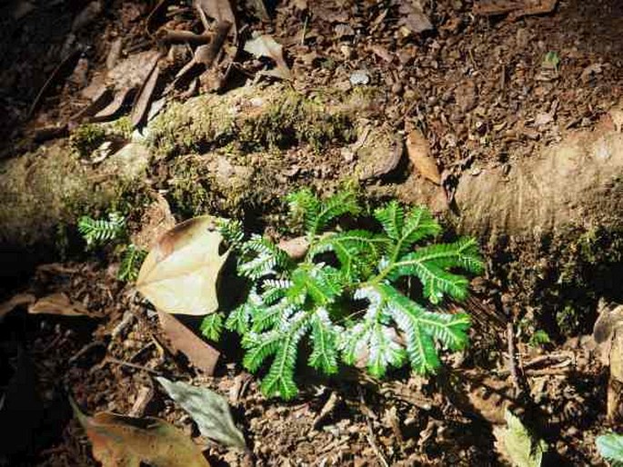 Selaginella tenera