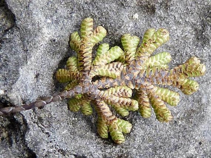 Selaginella helicoclada