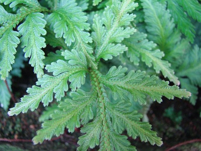 Selaginella umbrosa