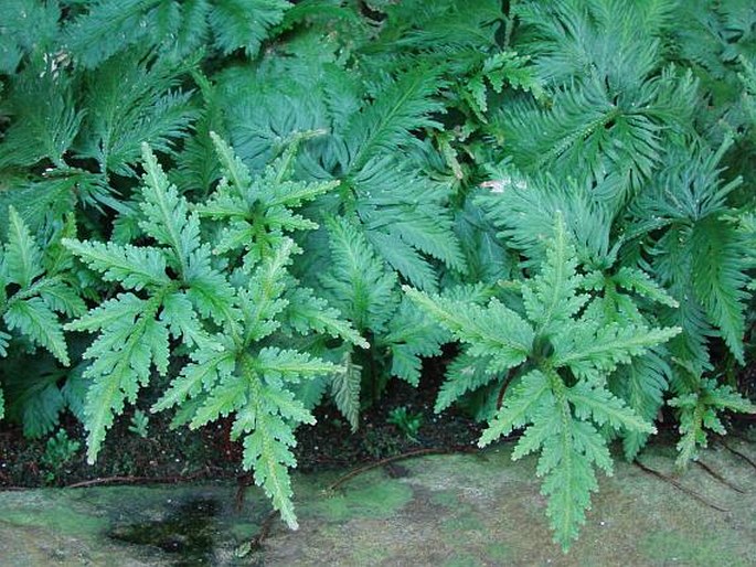 Selaginella umbrosa