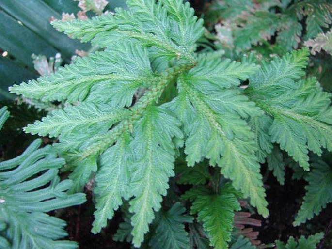 Selaginella umbrosa