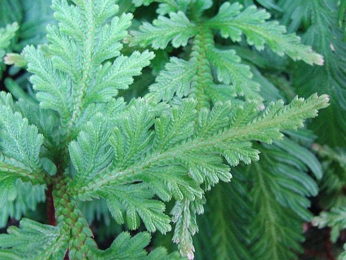 SELAGINELLA UMBROSA Lem. ex Hieron. – vraneček / plavúnka