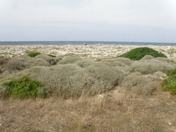 Parco naturale regionale di Porto Selvaggio e Palude del Capitano