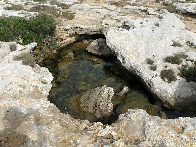 Parco naturale regionale di Porto Selvaggio e Palude del Capitano