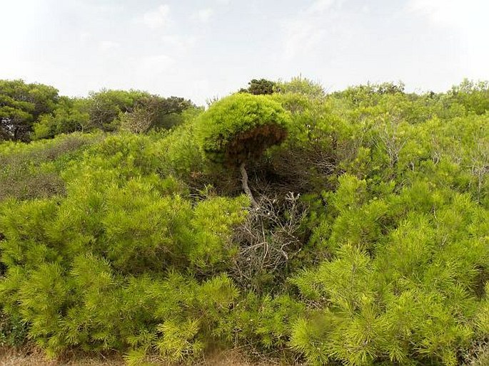 Parco naturale regionale di Porto Selvaggio e Palude del Capitano