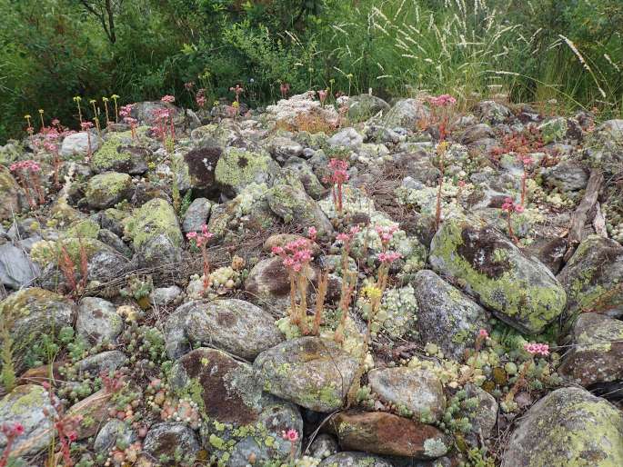 Sempervivum ×alatum