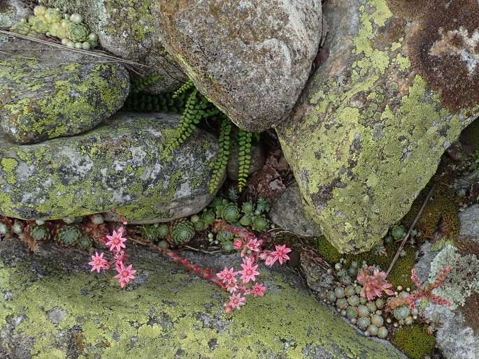 Sempervivum ×alatum