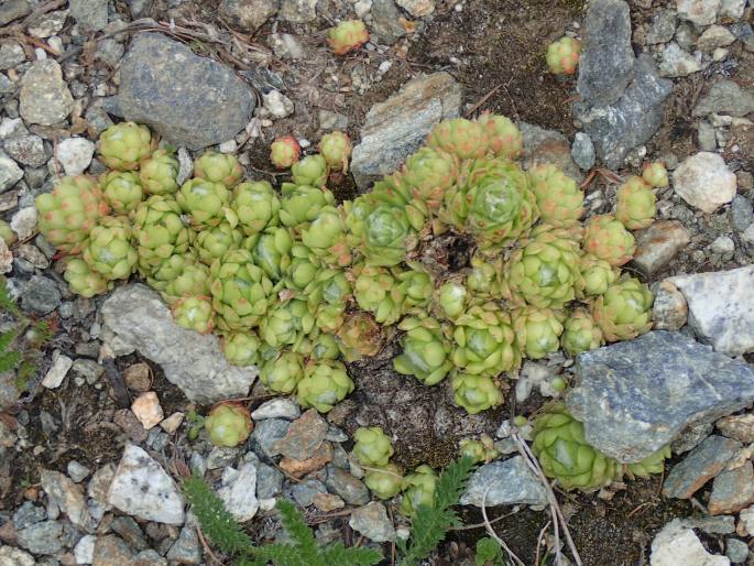 Sempervivum ×alatum