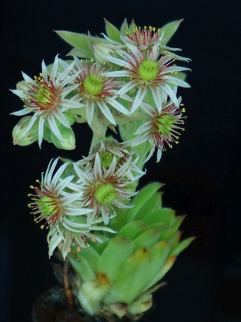 Sempervivum ×alatum