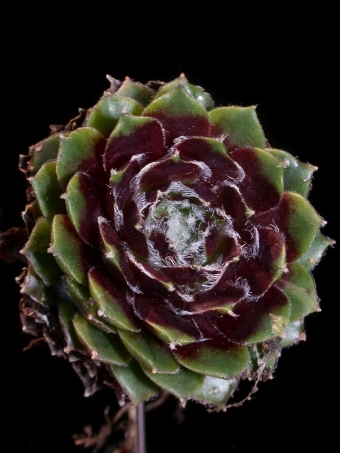 Sempervivum ×alatum