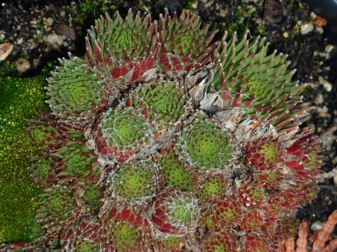 Sempervivum ×barbulatum