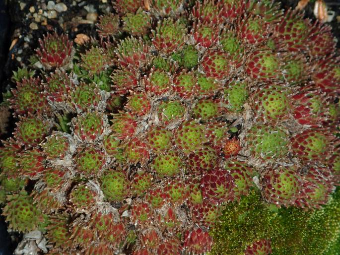 Sempervivum ×barbulatum