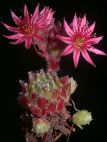 Sempervivum ×barbulatum