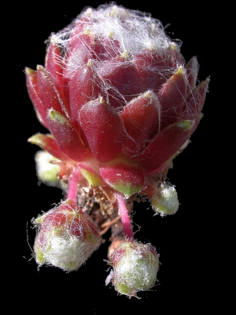 Sempervivum ×barbulatum