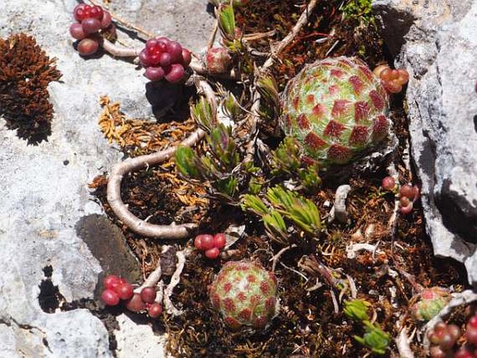 SEMPERVIVUM CILIOSUM Craib – netřesk / skalnica