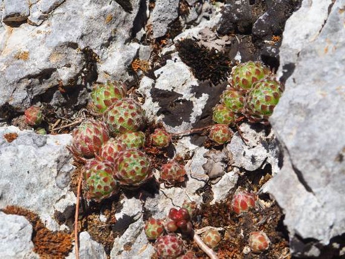 Sempervivum ciliosum