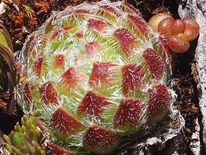 Sempervivum ciliosum