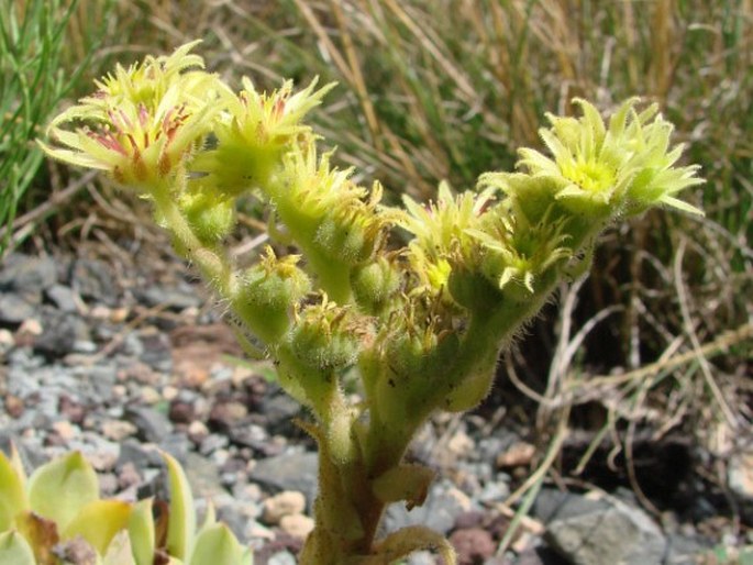 Sempervivum wulfenii