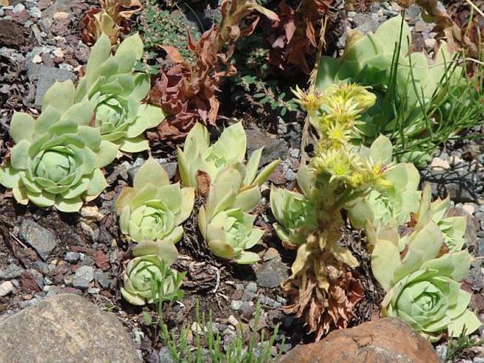 Sempervivum wulfenii