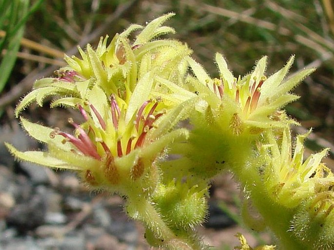 SEMPERVIVUM WULFENII Hoppe ex Mert. et W. D. J. Koch – netřesk / skalnica