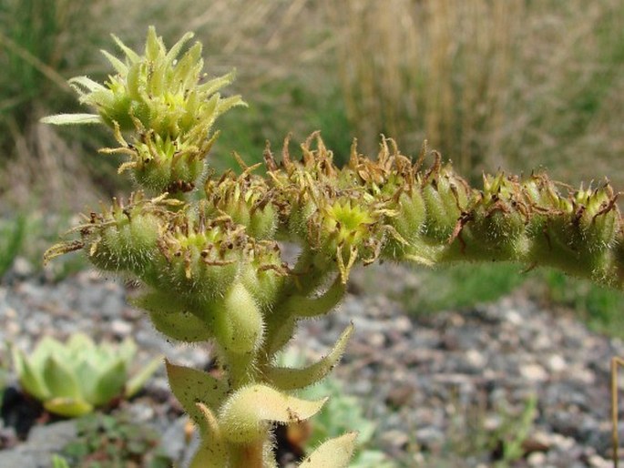 Sempervivum wulfenii