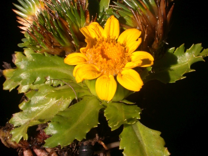 Senecio breviscapus