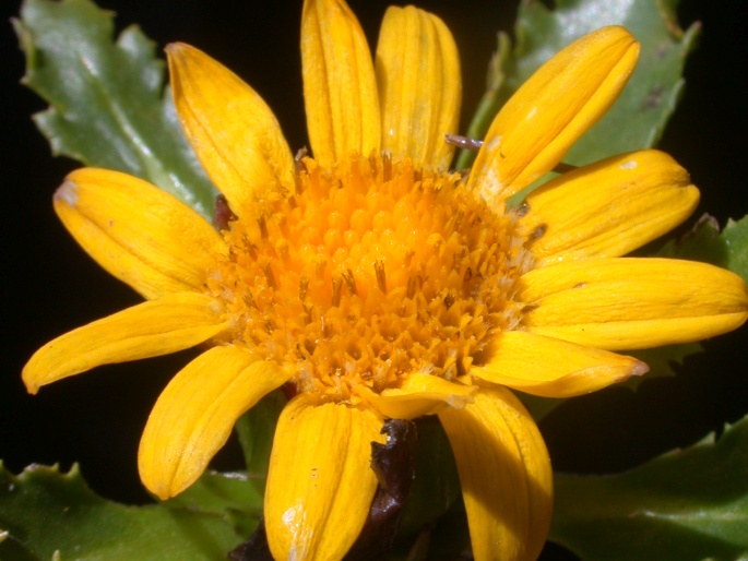 Senecio breviscapus