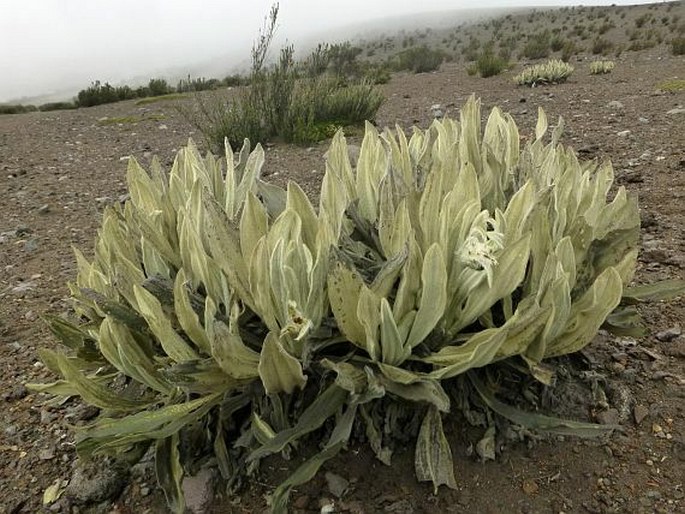 SENECIO CANESCENS (Humb. et Bonpl.) Cuatrec. - starček