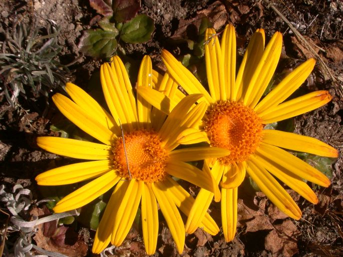 Senecio condimentarius