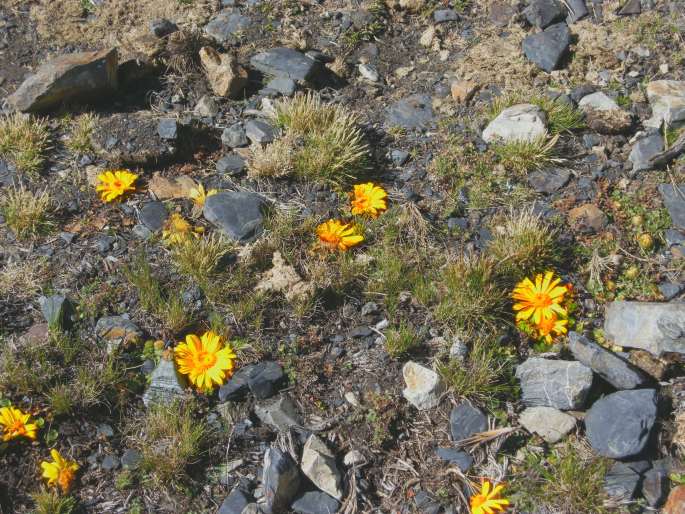 Senecio condimentarius