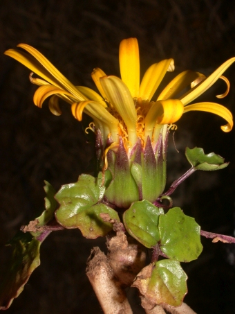 Senecio condimentarius