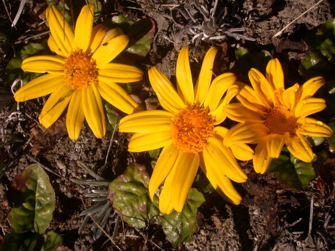 Senecio condimentarius