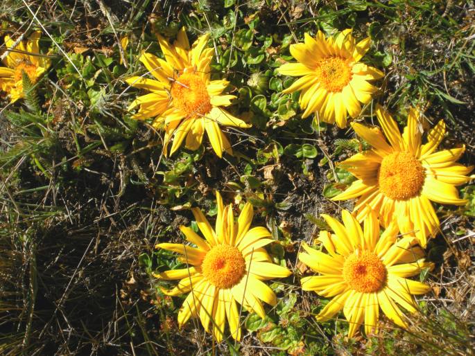 Senecio condimentarius