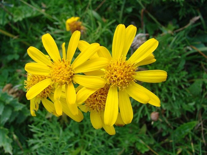 Senecio abrotanifolius